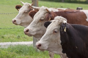 cattle-farming
