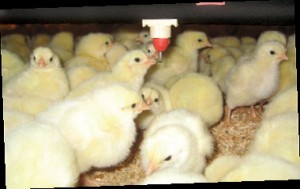 chicken-farming2